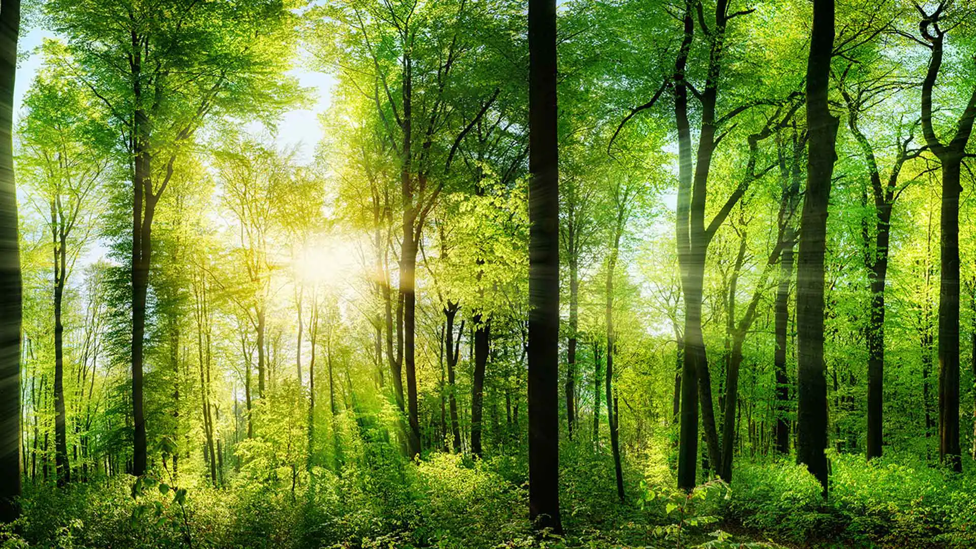 Greenwashing in der Werbung