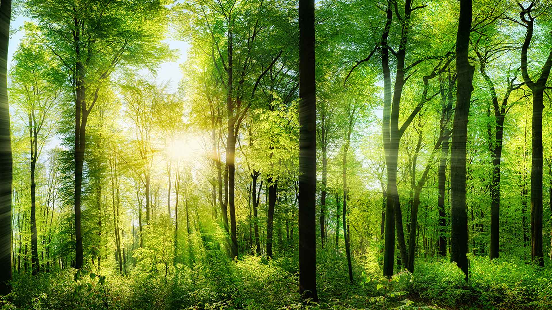 Greenwashing im Wettbewerbsrecht